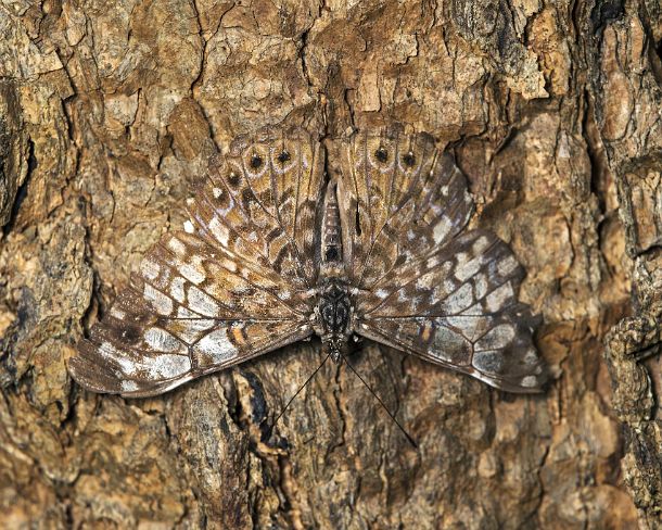 sm_camouflageN217 Butterfly of Hamadryas species perching well camouflaged on the trunk of a tree and feeding on sap, Jorupe Biological Reserve, tropical dry forest, Western...