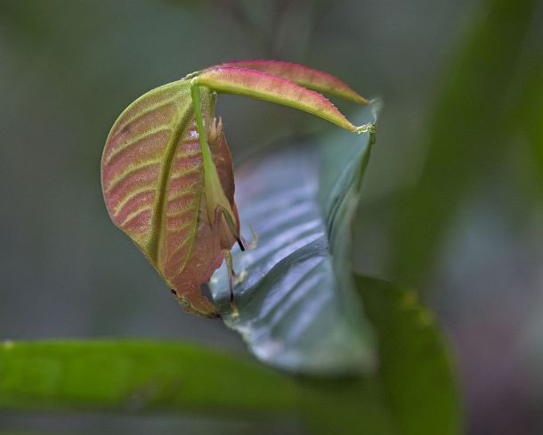 sm_camouflageN299 Pink-colored Eulophyllum lobatum in habitat, a leaf katydid mimicing jungle foliage being almost undistinguishable from a real leaf, native to Northern Borneo,...