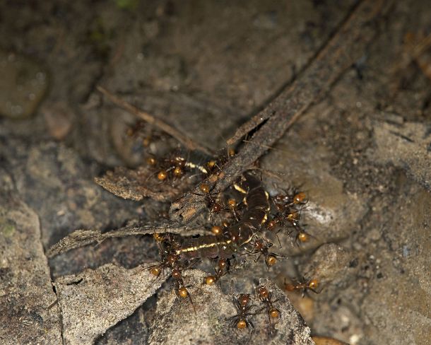 sm_camouflageN312 Tropical ants of genus Pheidole (Big-headed ants) having killed a caterpillar, Pheidole ants are inhabitants of soil and rotting wood, Tambopata National...