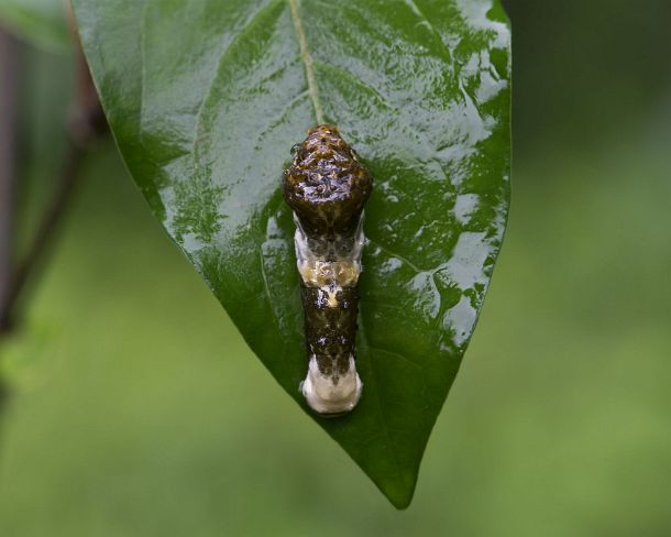 sm_camouflageN317 Tropical swallowtail caterpillar (Papilio cresphontes), mimicking bird dropping, Tambopata National Reserve, Madre de Dios, Peru