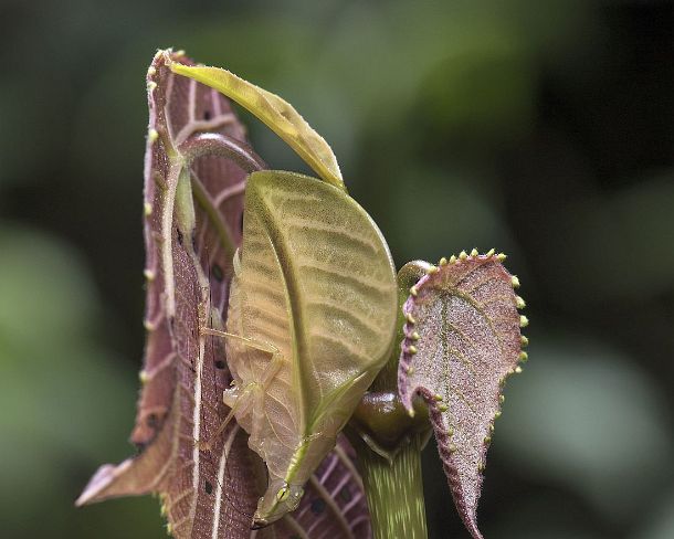 sm_camouflageN366 Pink-colored Eulophyllum lobatum in habitat, a leaf katydid mimicing jungle foliage being almost undistinguishable from a real leaf, native to North Borneo,...