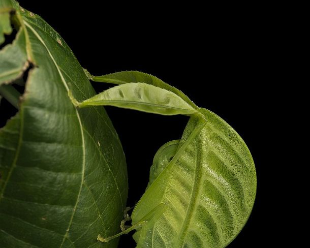 sm_camouflageN367 Eulophyllum lobatum in habitat, a leaf katydid mimicing jungle foliage being almost undistinguishable from a real leaf, native to North Borneo, Kinabalu...