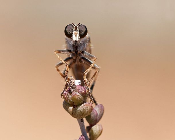sm_camouflageN376 Robber fly, Goegap Nature Reserve, Namaqualand, South Africa