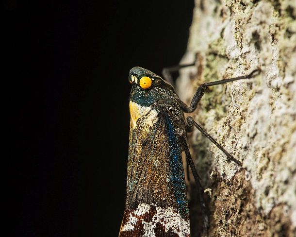 smlanternN1776 Spitzkopfzikade Penthicodes farinosa (Fulgoridae), Kinabatangan Flussebene, Sabah, Borneo, Malaysia / Lanternfly Penthicodes farinosa (Fulgoridae), Kinabatangan...