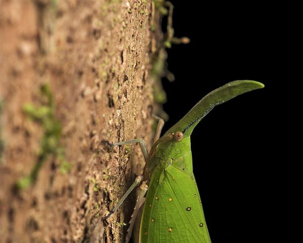 smlanternN1780 Spitzkopfzikade Pyrops cultellatus (Fulgoridae), Gunung Mulu Nationalpark, Sarawak, Borneo, Malaysia / Lanternfly Pyrops cultellatus, (Fulgoridae), Gunung Mulu...