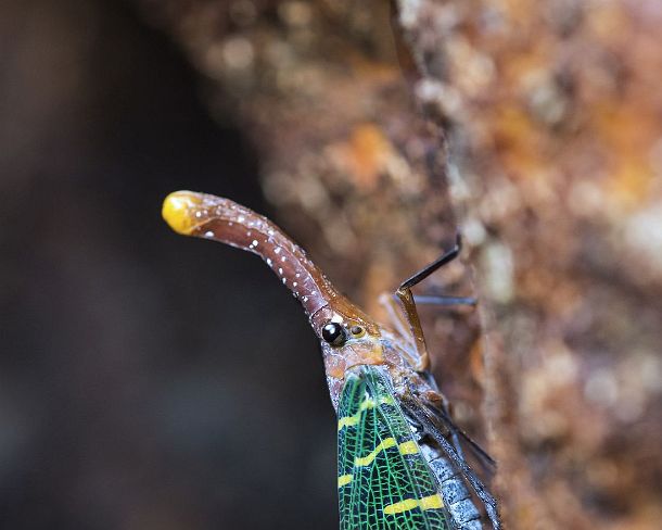 smlanternN1782 Spitzkopfzikade (Blue-winged lanternfly), (Pyrops intricatus), (Fulgoridae), Gunung Mulu Nationalpark, Sarawak, Borneo, Malaysia / Blue-winged lanternfly...