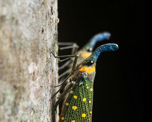 smlanternN1784 Spitzkopfzikade Pyrops whiteheadi, (Fulgoridae), Kabili-Sepilok Naturschutzgebiet, Sabah, Borneo, Malaysia / Lanternfly Pyrops whiteheadi, (Fulgoridae),...