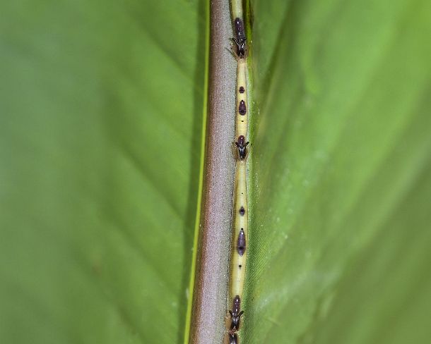 smsm_EC_dx1179_g Early instar of caterpillars of an owl butterfly (Caligo sp.) in aline along the inner midrip of a banana leaf, their slender shape helps them to blend in with...