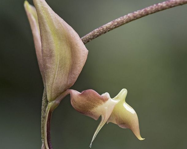 sm1gva_EC_cy2814_g Neotropical orchid of genus Gongora (probably Gongora ionodesme), (Orchidaceae), Amazon rainforest, Copalinga, Zamora province, Ecuador