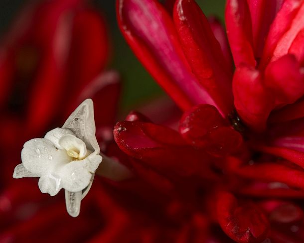 sm1gva_EC_cz0707_g Bright-red colored bracts with small white flower of Red ginger (Alpinia purpurata), Ginger family (Zingiberaceae), Amazon rainforest, Yasuni National Park,...
