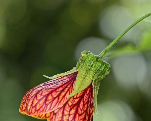sm1gva_EC_cz1921_g Flower of Red vein Chinese lantern (Abutilon pictum), Mallow family (Malvaceae), Andean cloud forest, Mindo, Ecuador