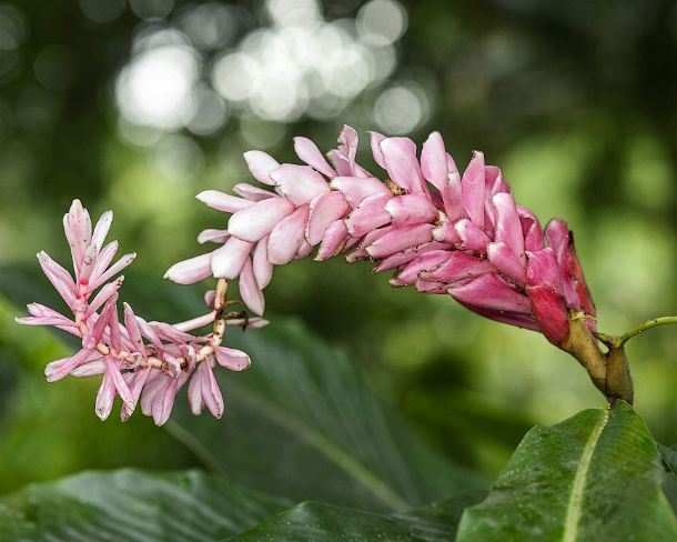 sm1gva_EC_cz2034_g Flower of Red ginger (Alpinia purpurata), Ginger family (Zingiberaceae), Amazon rainforest, Yasuni National Park, Ecuador