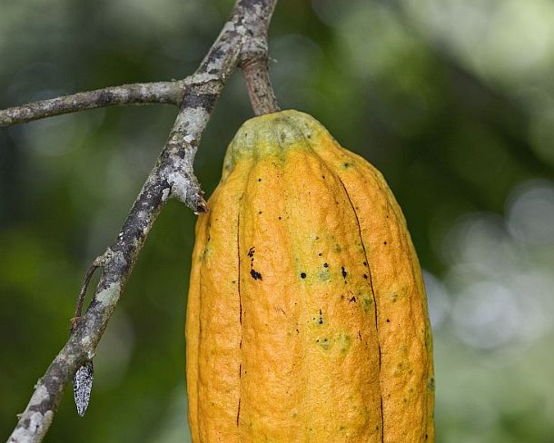 sm1gva_EC_cz2050_g Ripe cacao pod, (Theobroma cacao), Choco rainforest, Ecuador