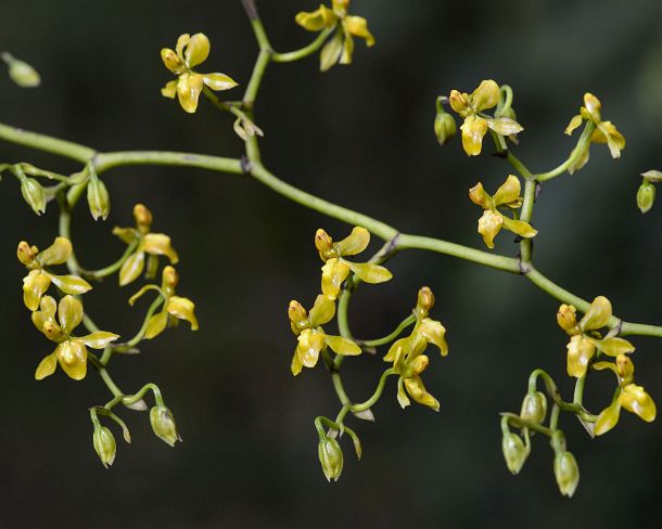 sm1gva_EC_cz9354_g Neotropical orchid (Cyrtochilum), (Orchidaceae), Andean mountain forest, Papallacta, Ecuador