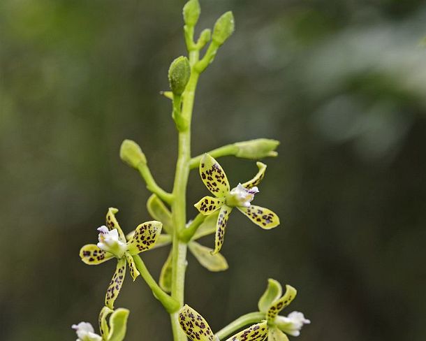sm1gva_EC_cz9361_g Neotropical Dragon Face Orchid (Prosthechea vespa), Andean cloud forest, Cosanga, Ecuador