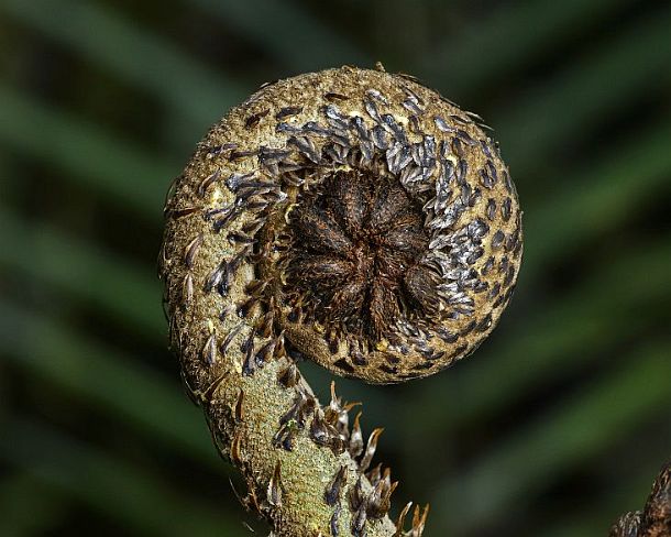 sm1gva_EC_cz9429_g Unfolding fern frond of a tree fern (Cyathea sp.), Andean cloud forest, Cosanga, Ecuador