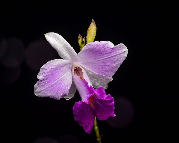 sm1gva_EC_cz9577_g Neotropical orchid (Arundina graminifolia), (Orchidacea), Amazon rainforest, Yasuni National Park, Ecuador