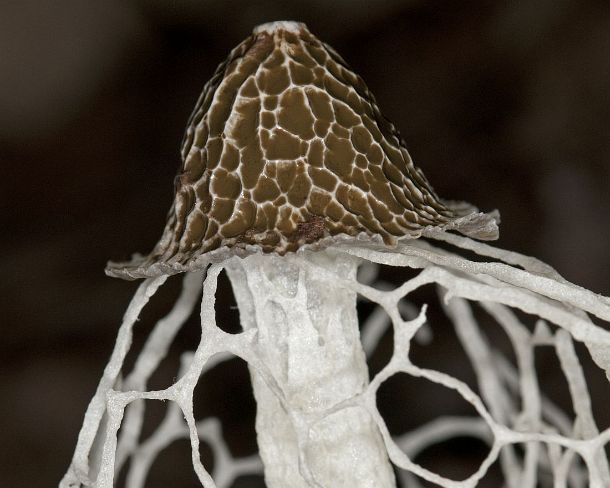sm_peN912 Mushroom called Bridal Veil (Phallus indusiatus), cap being covered with a layer of brown and foul-smelling slime (gleba), Stinkhorn mushrooms (Phallaceae),...