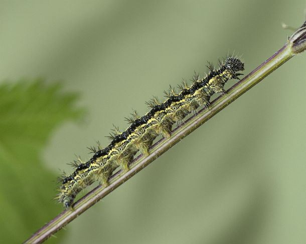 sm_klei_fuchsN1126 Caterpillar of Small tortoiseshell (Aglais urticae), a butterfly of the Nymphalidae family, Canton of Geneva, Switzerland