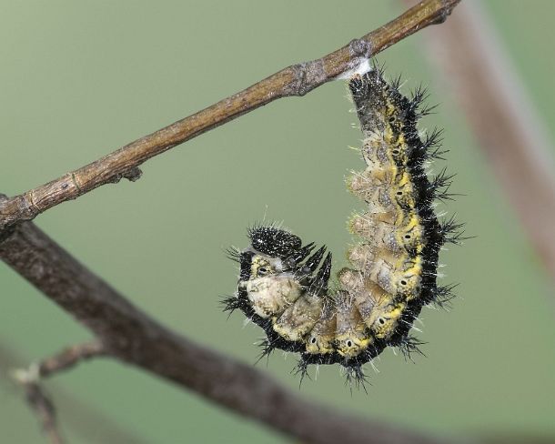 sm_klei_fuchsN1128 Caterpillar of Small tortoiseshell (Aglais urticae), a butterfly of the Nymphalidae family, ready to pupate, Canton of Geneva, Switzerland