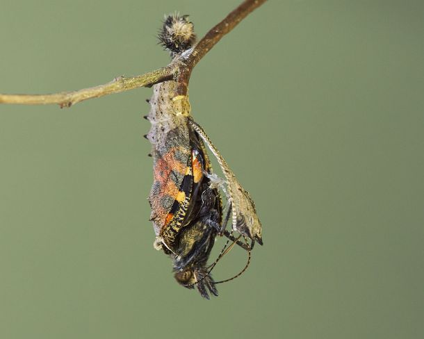 sm_klei_fuchsN1135 Hatching of Small tortoiseshell (Aglais urticae), a butterfly of the Nymphalidae family, Canton of Geneva, Switzerland