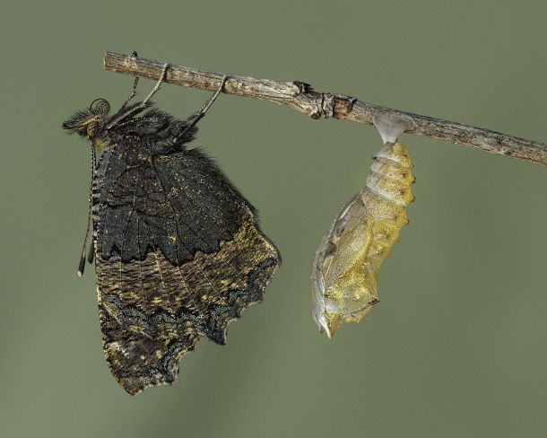 sm_klei_fuchsN1138 New hatched Small tortoiseshell (Aglais urticae), a butterfly of the Nymphalidae family, close to its exuvia, Canton of Geneva, Switzerland