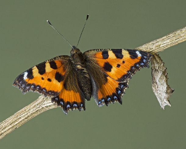 sm_klei_fuchsN1139 New hatched Small tortoiseshell (Aglais urticae), a butterfly of the Nymphalidae family, close to its exuvia, Canton of Geneva, Switzerland