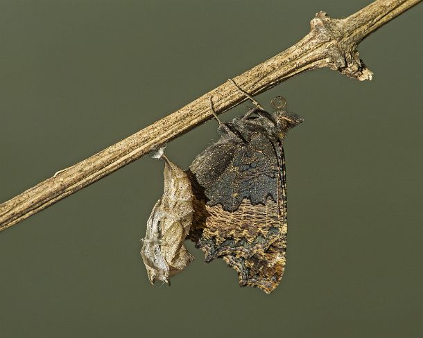 sm_klei_fuchsN1142 New hatched Small tortoiseshell (Aglais urticae), a butterfly of the Nymphalidae family, close to its exuvia, Canton of Geneva, Switzerland