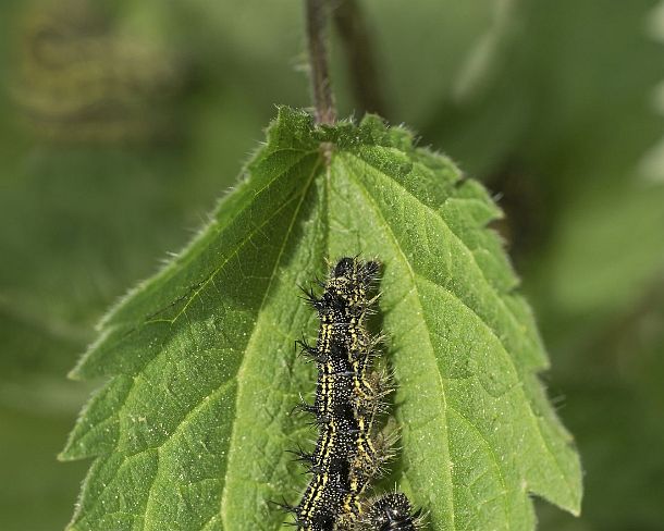 sm_klei_fuchsN1143 Caterpillar of Small tortoiseshell (Aglais urticae), a butterfly of the Nymphalidae family, Canton of Geneva, Switzerland