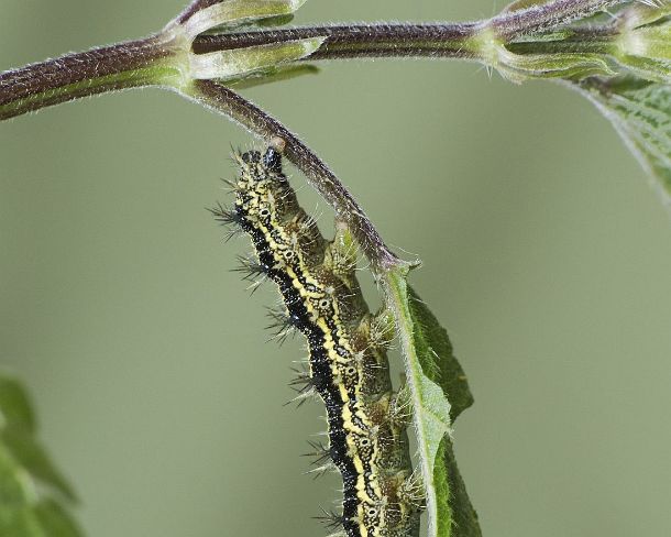 sm_klei_fuchsN1144 Caterpillar of Small tortoiseshell (Aglais urticae), a butterfly of the Nymphalidae family, Canton of Geneva, Switzerland