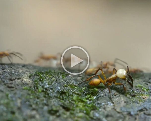 army_ants Army ant colony (Eciton hamatum ) moving into a new nest location, Tambopata National Reserve, Madre de Dios, Peru