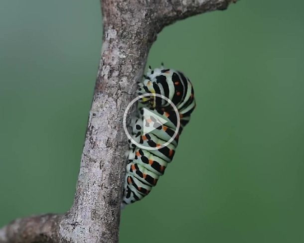 belt Caterpillar of Old World swallowtail (Papilio machaon) weaving silk girdle attachment preparing for pupation, Switzerland