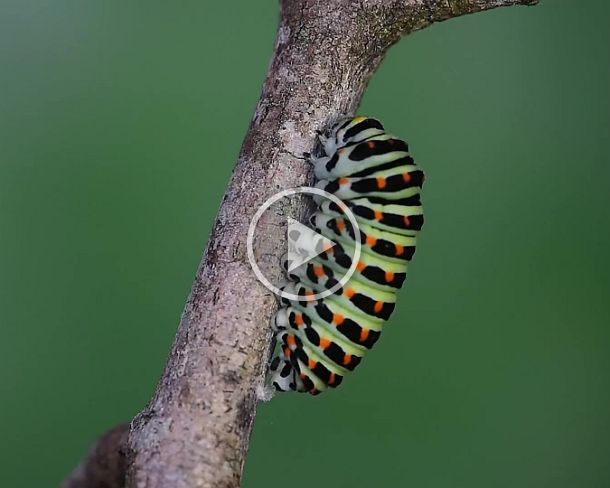 bottom_attachment Caterpillar of an Old World swallowtail (Papilio machaon) weaving before metamorphosis a silk pad to attach the abdominal (hind) end of the pupa (cremaster) to...