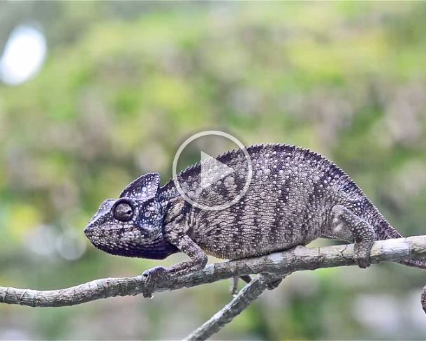 Calummna brevicorne Short-horned chameleon (Calumma brevicorne), (Chameleonidae), endemic to Madagascar, Andasibe National Park, Madagascar