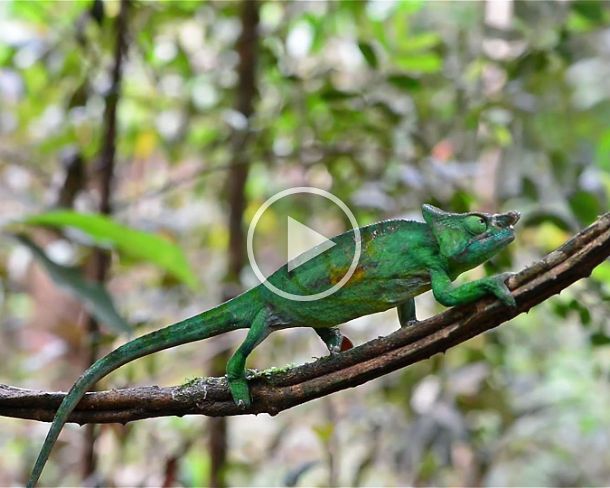 Calummna parsonii Male Panther Chameleon (Calumma parsonii), (Chameleonidae), endemic to Madagascar, Andasibe National Park, Madagascar