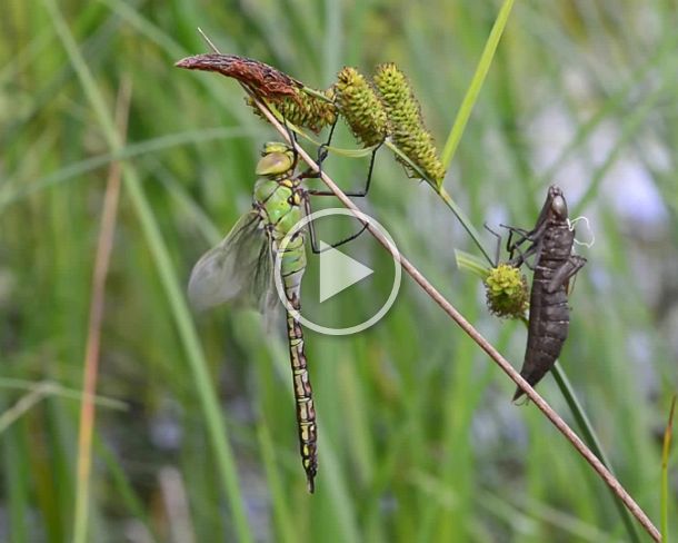 dragonfly Newly hatched male Emperor dragonfly (Anax imperator), Hawkers family (Aeshnidae), Versoix, Geneva, Switzerland