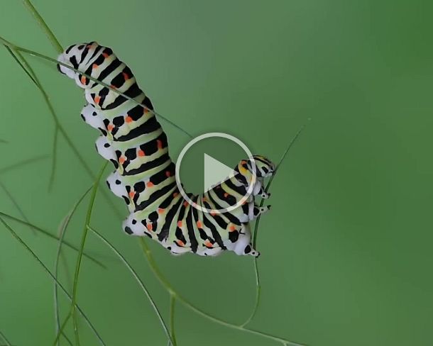 feeding2 Larva of Old World Swallowtail (Papilio machaon) feeding on fennel leaves, Switzerland