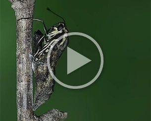 hatching_machaon_neu Hatching of an Old World swallowtail (Papilio machaon), Switzerland