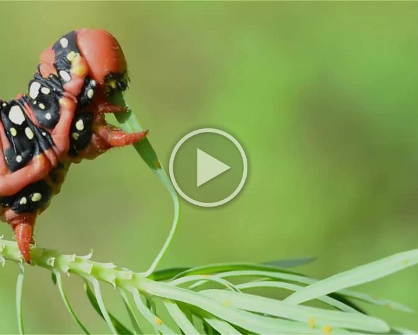 moth Spurge hawk-moth (Hyles euphorbiae) feeding on Euphorbia cyparissias (cypress spurge)