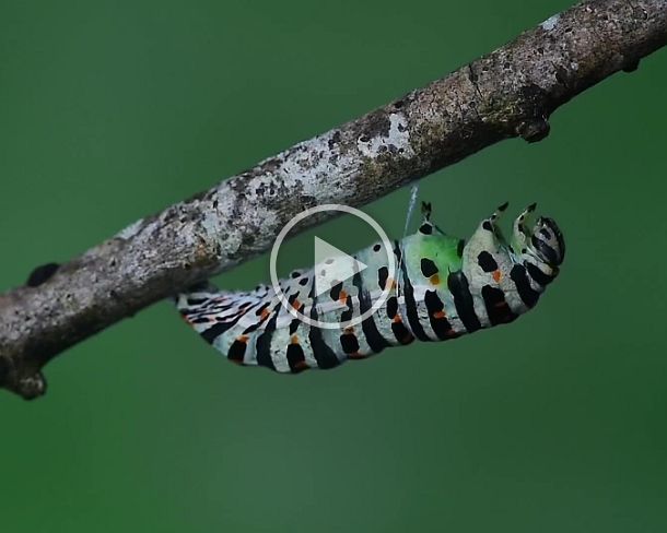 pupating_machaon Pupating of an Old World swallowtail caterpillar (Papilio machaon), Switzerland