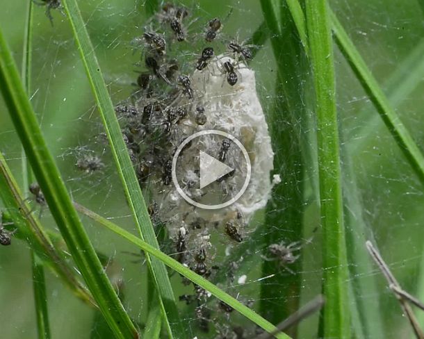 spider Newly hatched nursery web spiders Pisaura mirabilis, just about leavingtthe protection web built by the female spider in order to start their own spider life,...