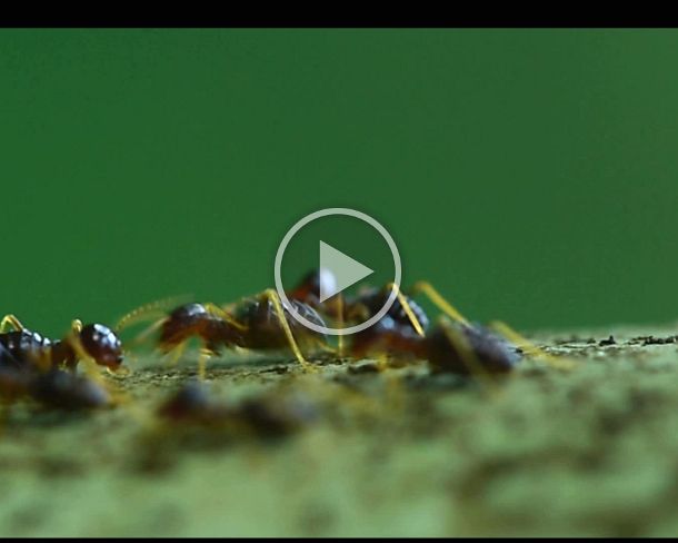 termites55b Asian Hospitalitermes termites communicating danger by alarm signals as body jerking and body contact with other nestmates, Danum Valley Conservation Area,...