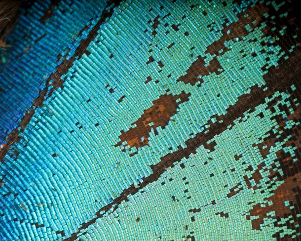 sm_peN772 Extreme close-up of scales of butterfly wings (Upperside wing Prepona sp.)