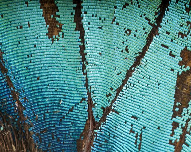 sm_peN773 Extreme close-up of scales of butterfly wings (Upperside wing Prepona sp.)