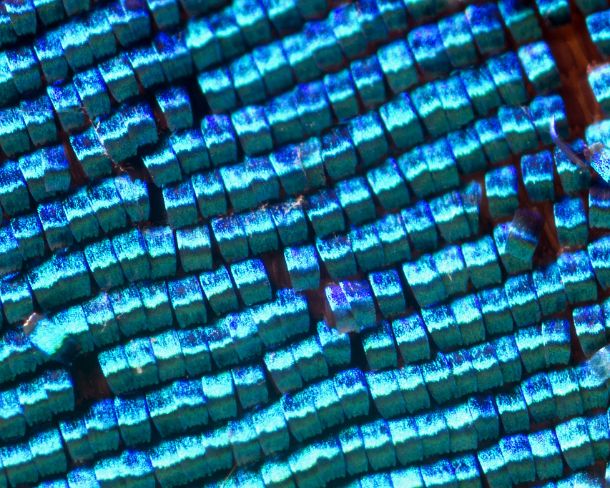 sm_peN775 Extreme close-up of scales of butterfly wings (Upperside wing Prepona sp.)