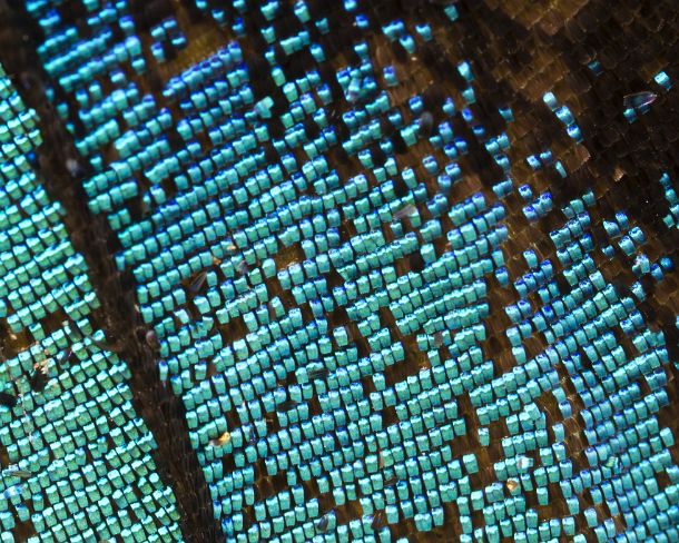 sm_peN777 Extreme close-up of scales of butterfly wings (Upperside wing Prepona sp.)