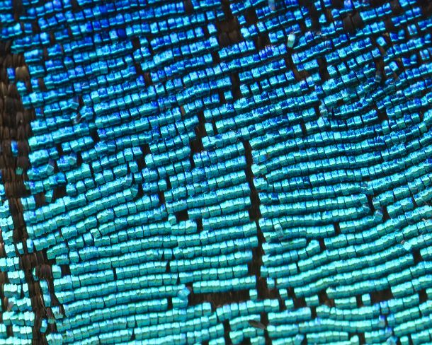sm_peN778 Extreme close-up of scales of butterfly wings (Upperside wing Prepona sp.)