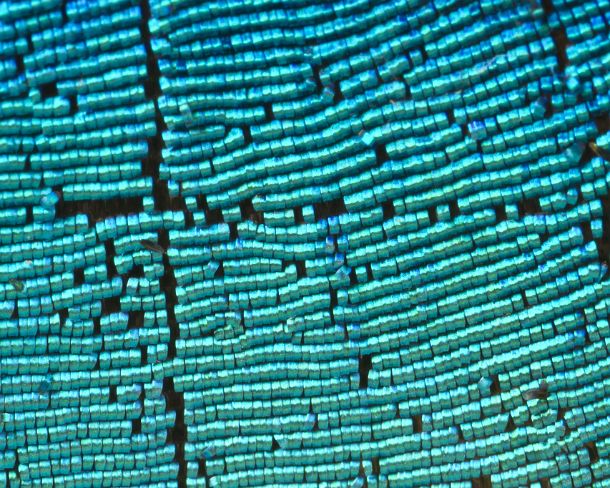 sm_peN779 Extreme close-up of scales of butterfly wings (Upperside wing Prepona sp.)