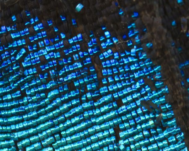 sm_peN780 Extreme close-up of scales of butterfly wings (Upperside wing Prepona sp.)
