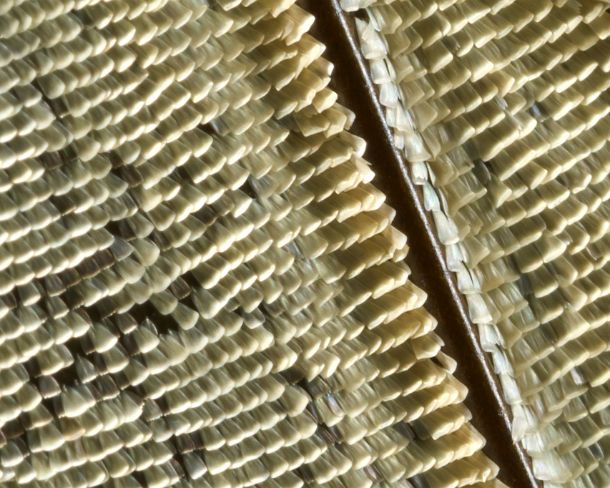 sm_peN781 Extreme close-up of scales of butterfly wings (Underrside wing Prepona sp.)